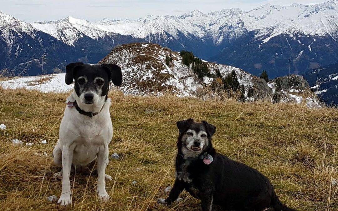 Nun können unsere beiden Lieblinge wieder miteinander spielen