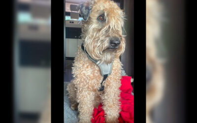 Wheaten’s Rebel Thy