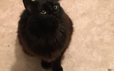 Lady Kuro