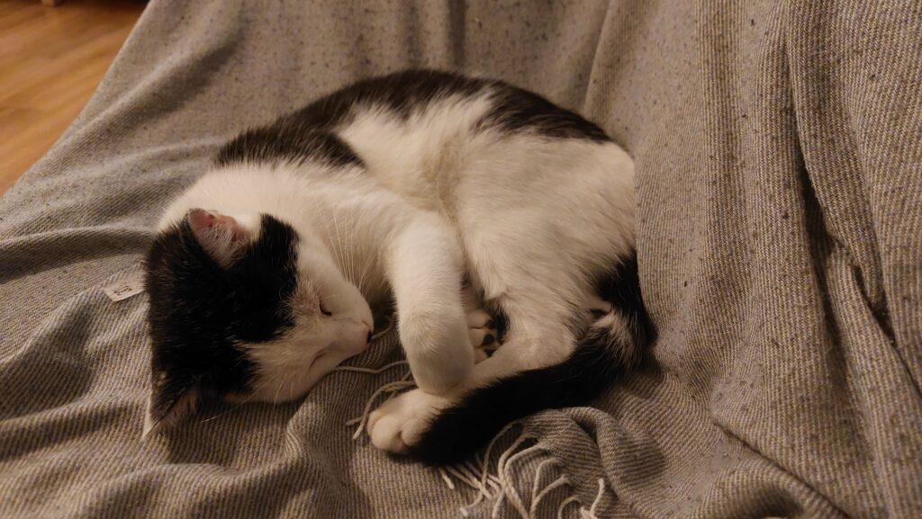 Spot
