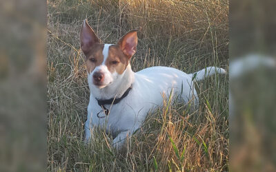 Eddi Grande alias Jack Russel