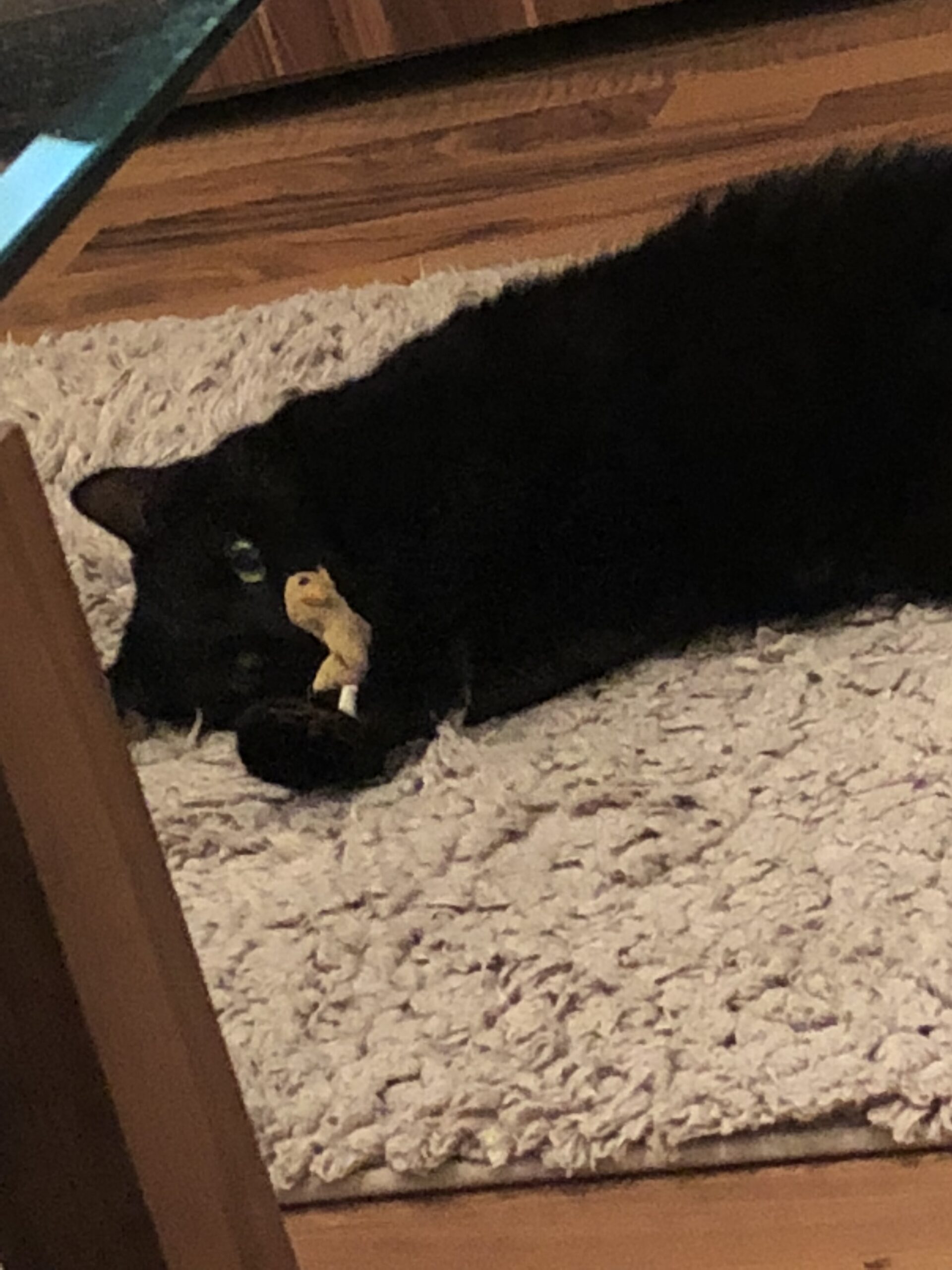 Lilly aus Eschollbrücken