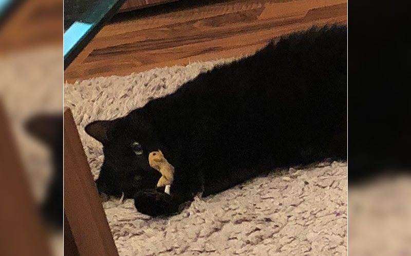 Lilly aus Eschollbrücken
