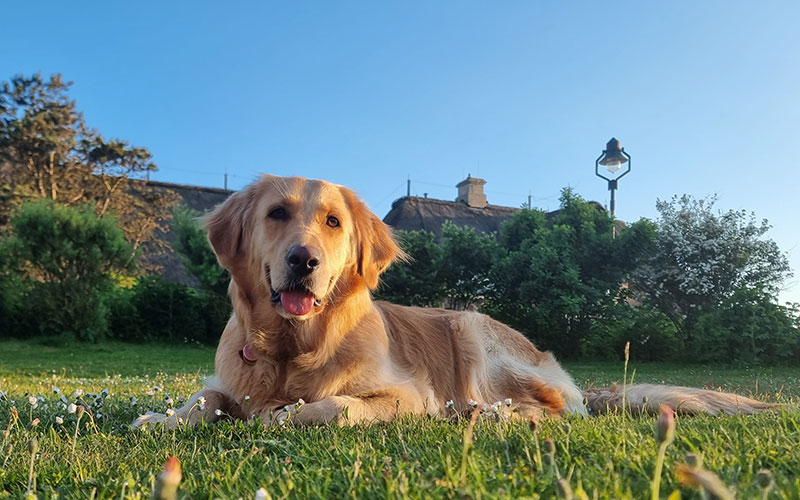 Nala aus Langen