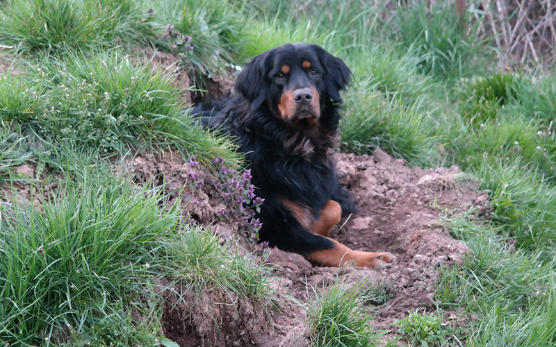 Lilly-aus-Höchst-im-Odenwald