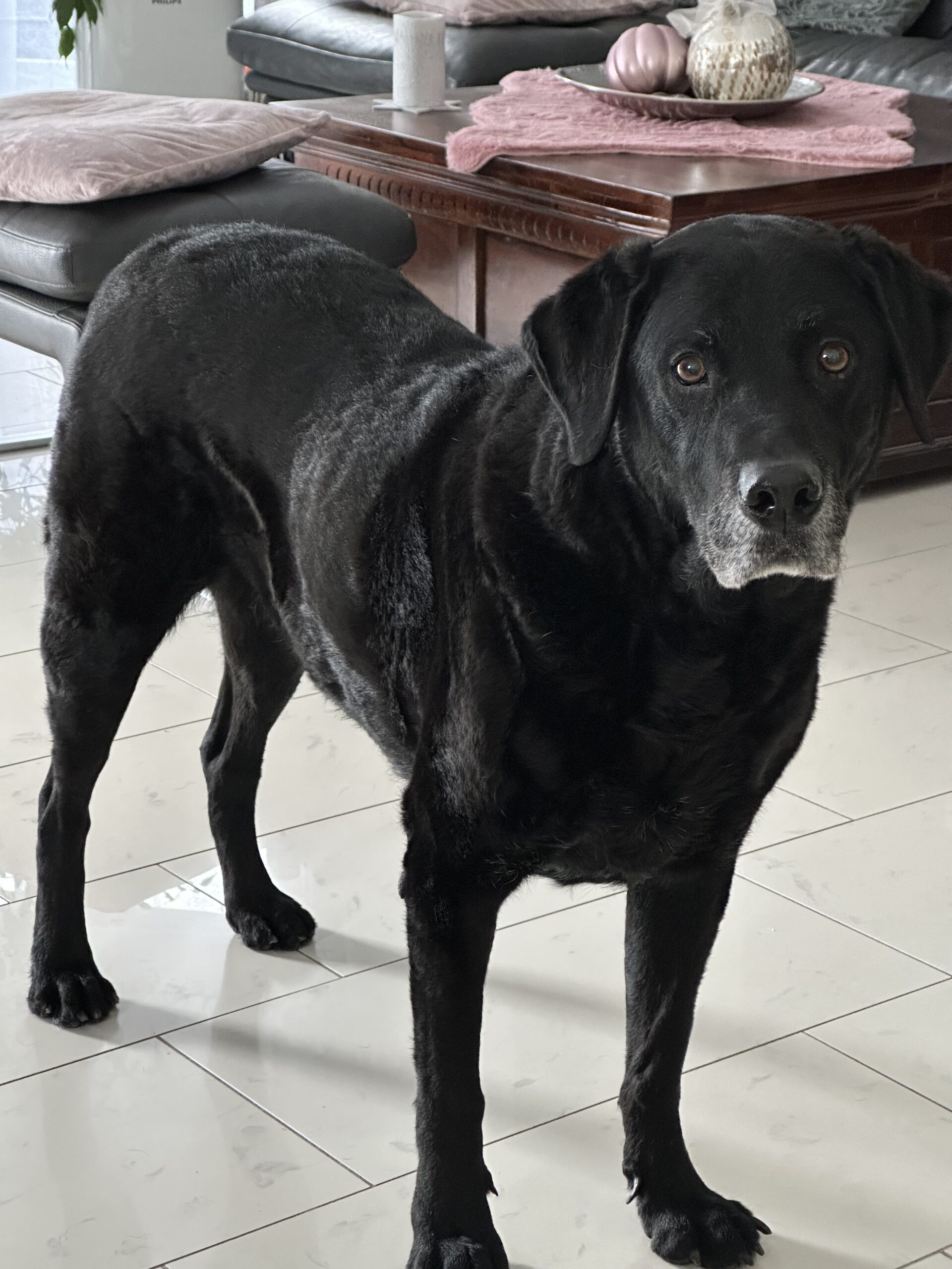 	Mein Seelenhund