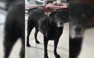 Mein Seelenhund