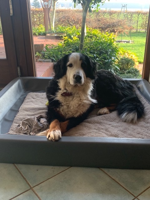 Elli
