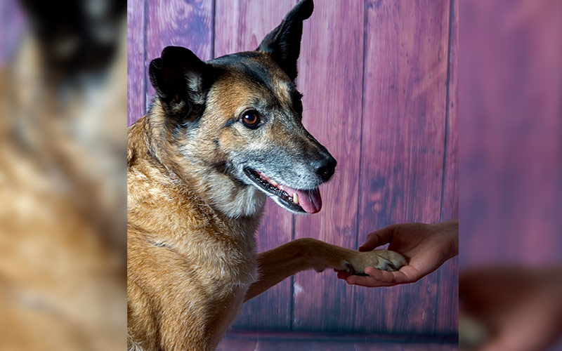 Für immer ein Teil unserer Familie