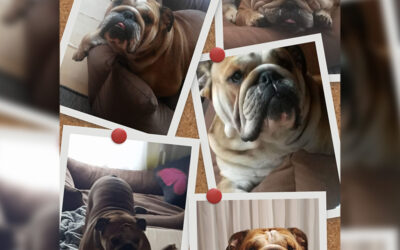 Chelsea-du bleibst bei uns immer im Herzen❤️