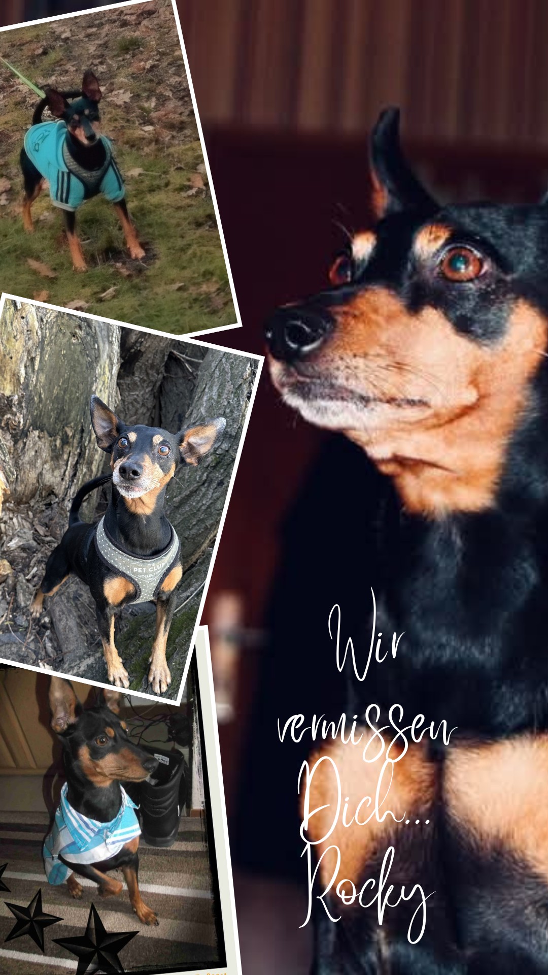 501086639_24503032575966295_4892344120818463081_n Rocky