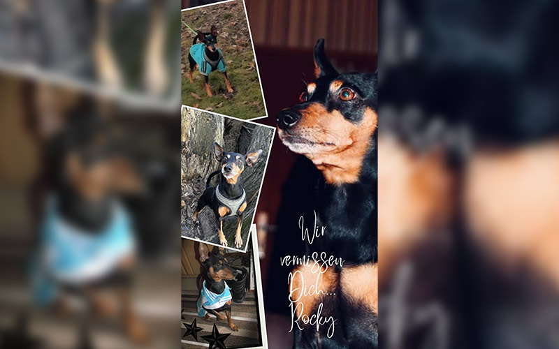 Rocky-aus-Büttelborn