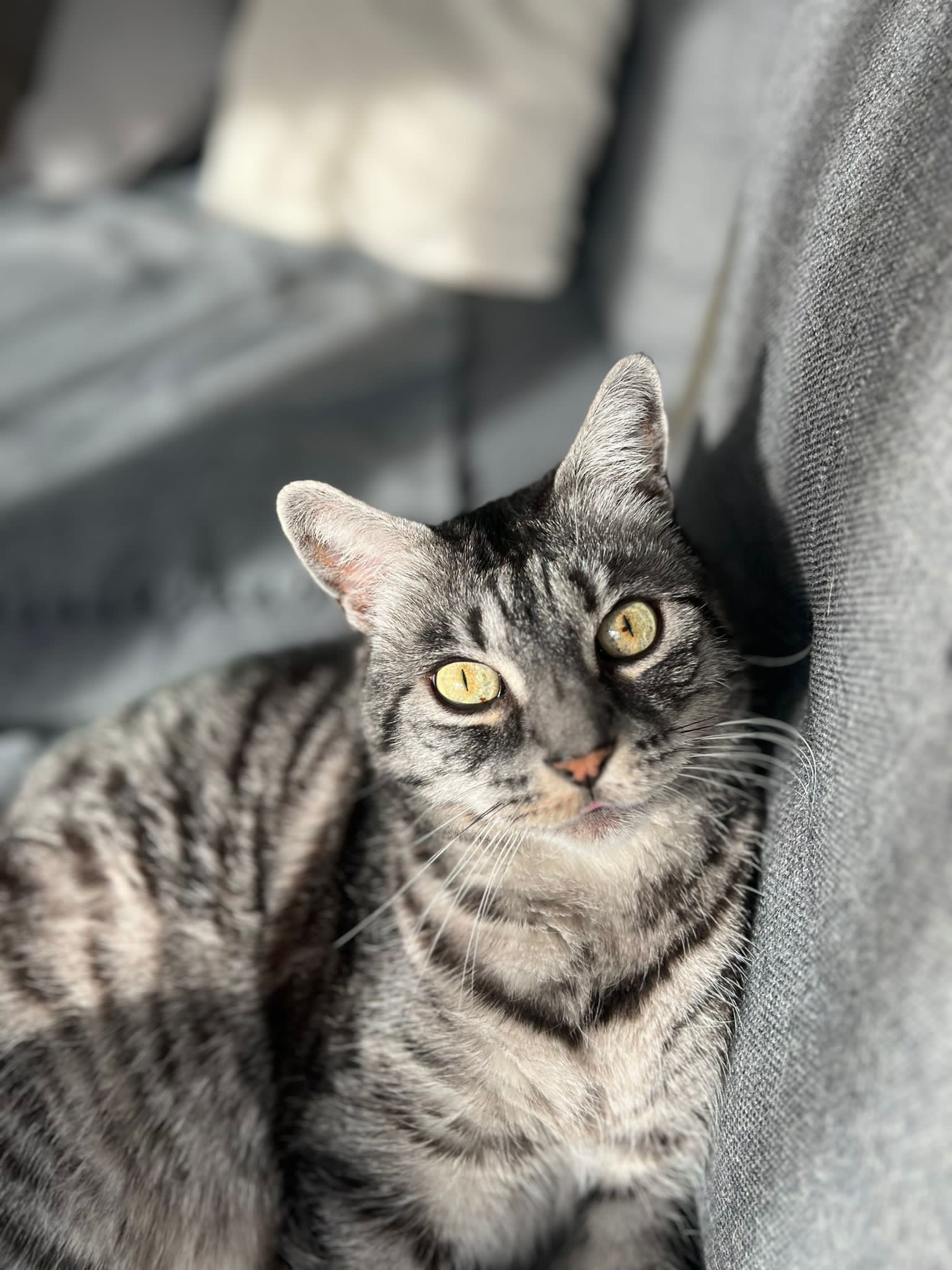 Freddy-aus-Offenbach Freddy-aus-Offenbach