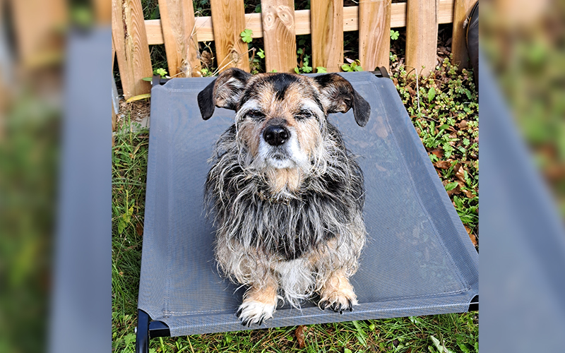 Cleo-aus-Offenbach-Bieber