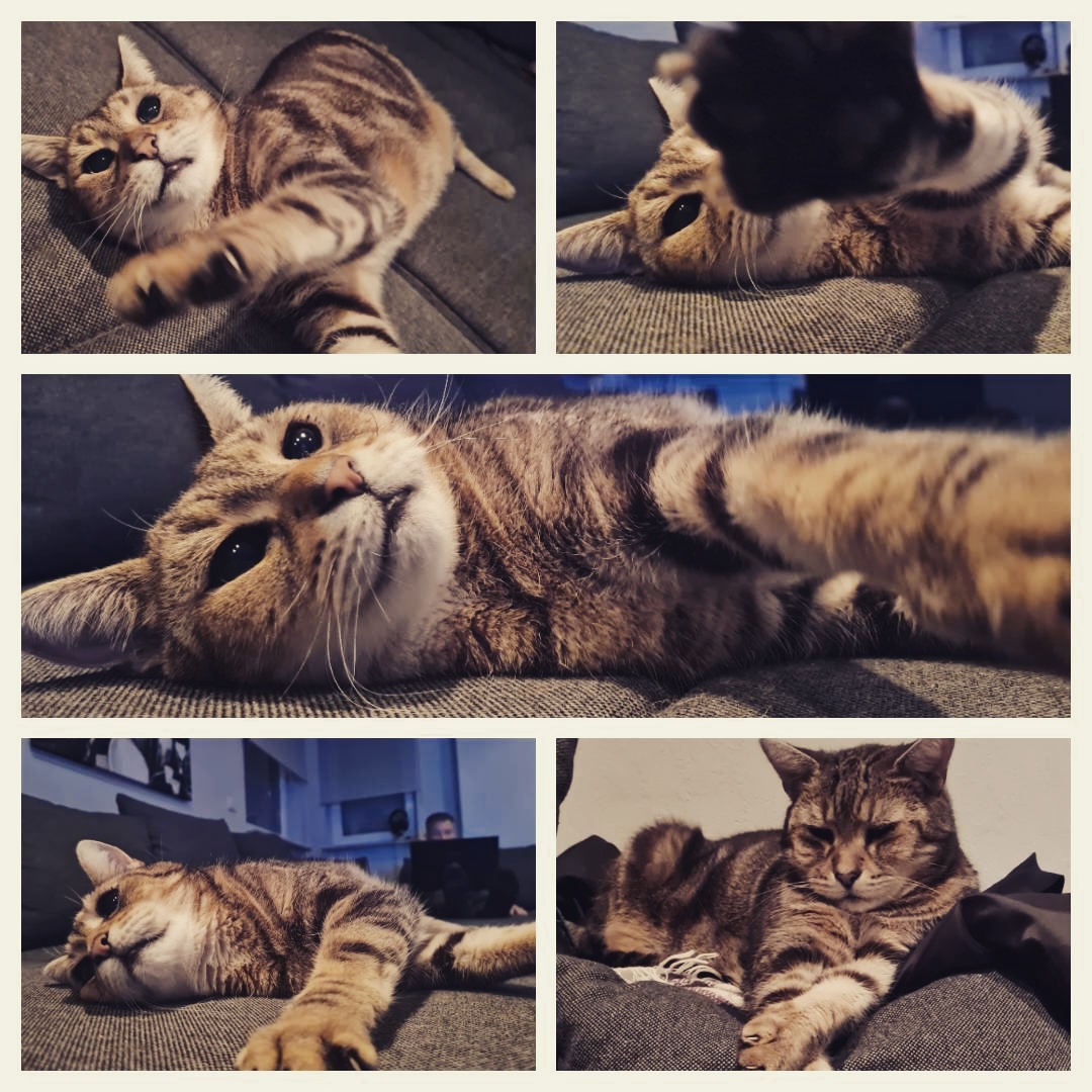 Mogli aus Mühlheim-Dietesheim