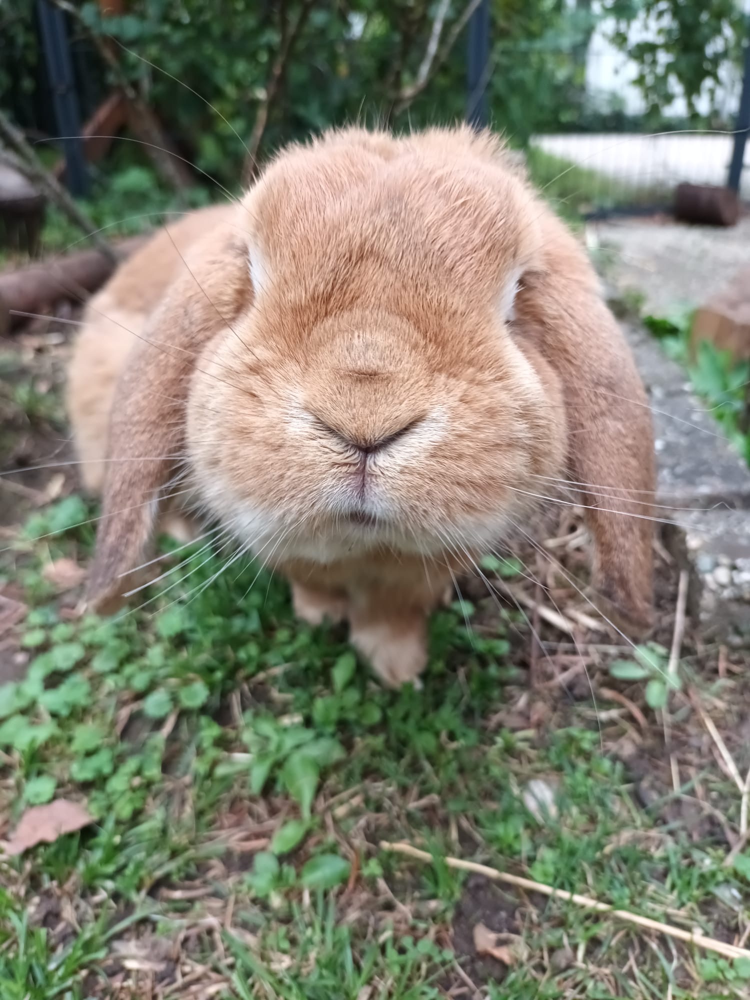 Mein süßes kleines Bärchen es tut mir so unglaublich leid das du gestern von uns gehen musstest.