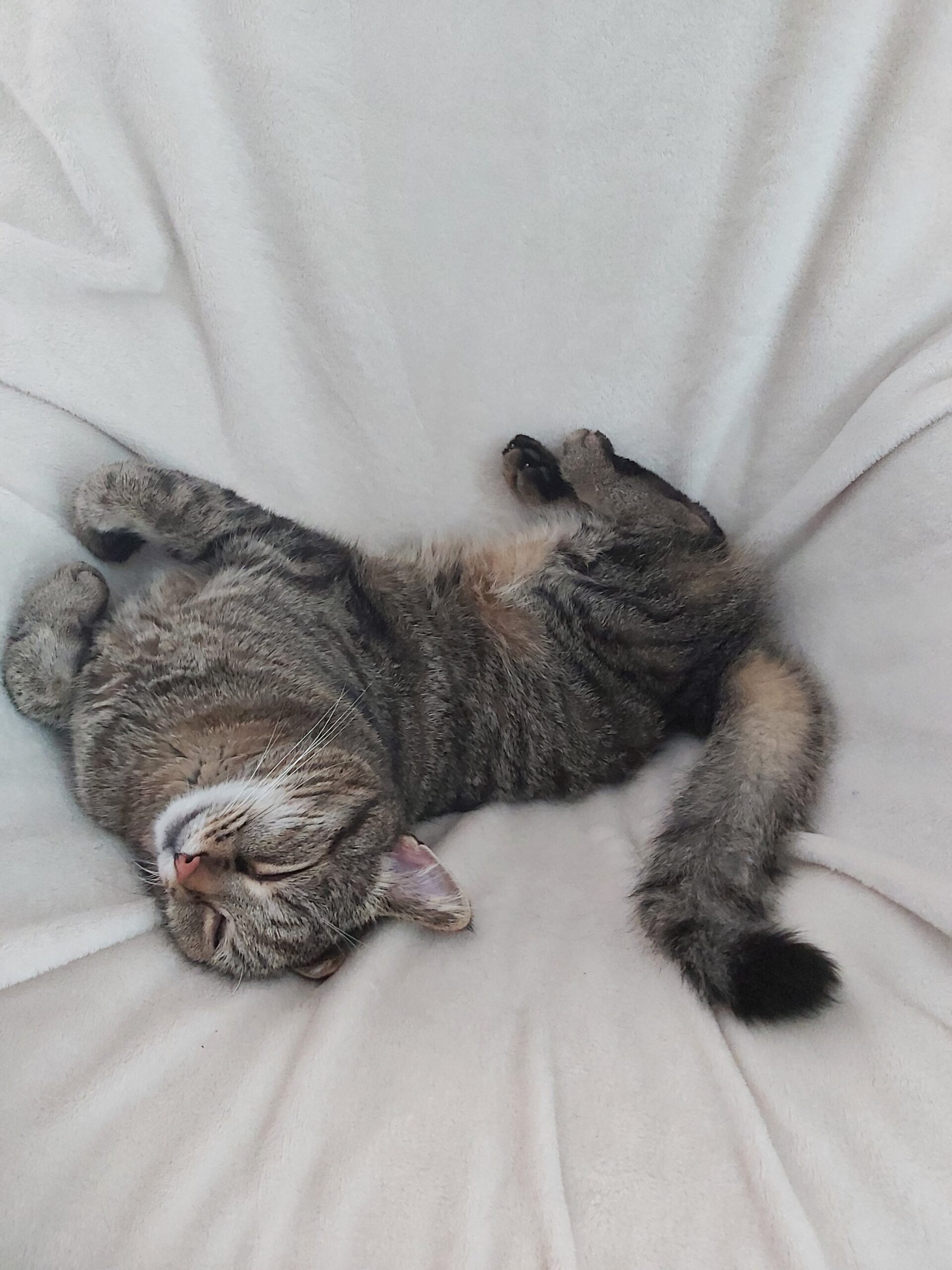 Gismo aus Dreieichenhain Gismo aus Dreieichenhain