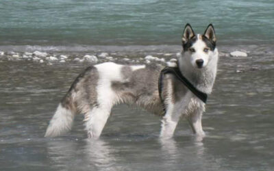 Mein Seelenhund
