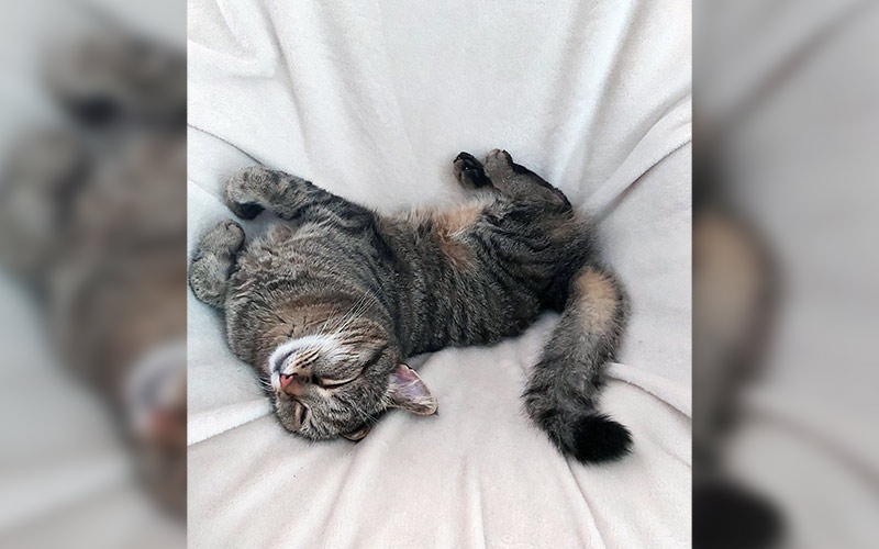 Gismo aus Dreieichenhain