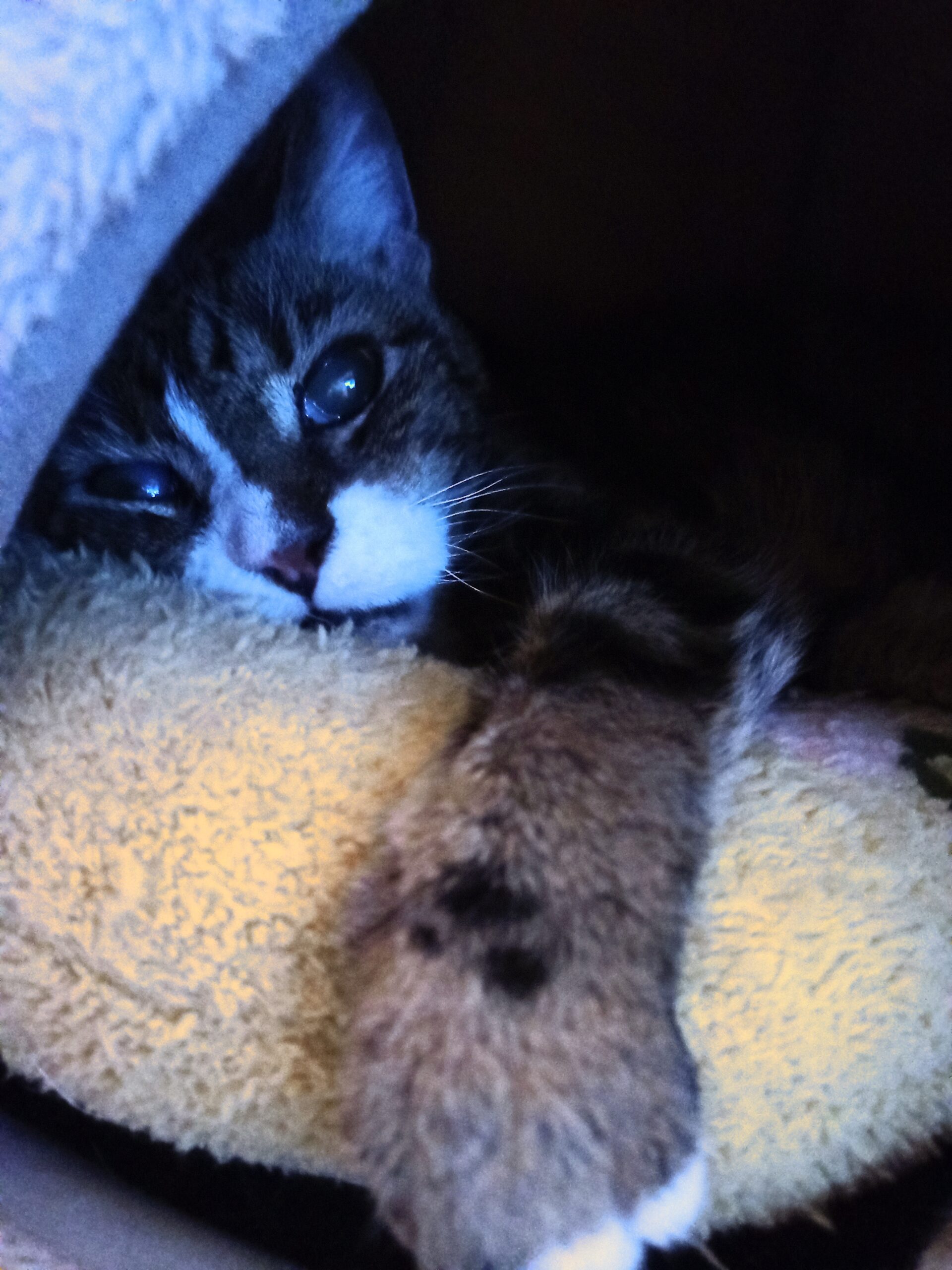 Jakob aus Eppertshausen