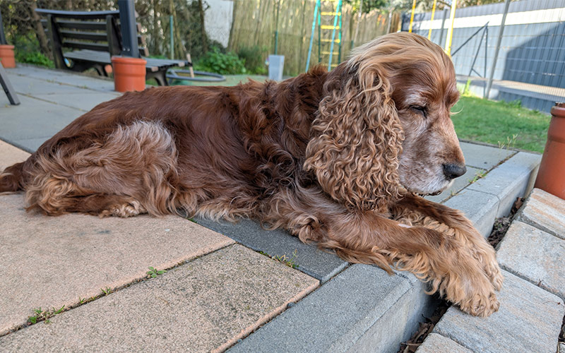 Joe-aus-Neu-Isenburg