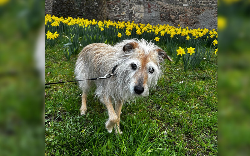 Miley aus Groß-Gerau
