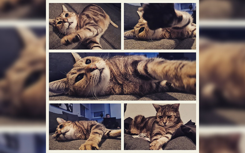 Mogli aus Mühlheim-Dietesheim