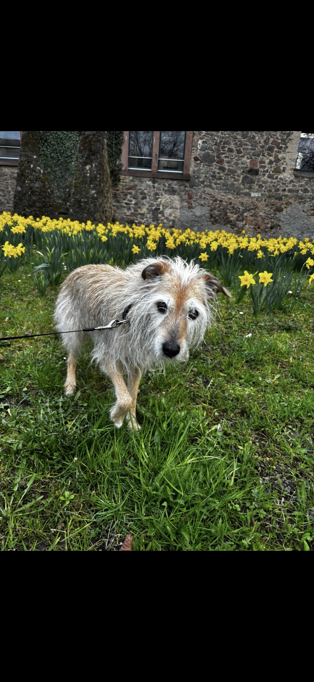 Miley aus Groß-Gerau