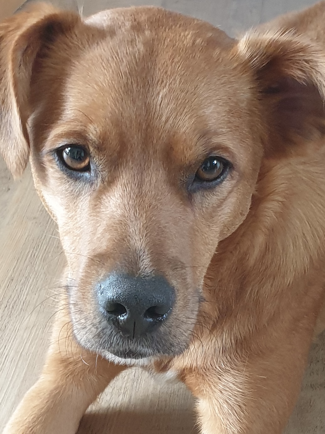Buddy aus Rödermark