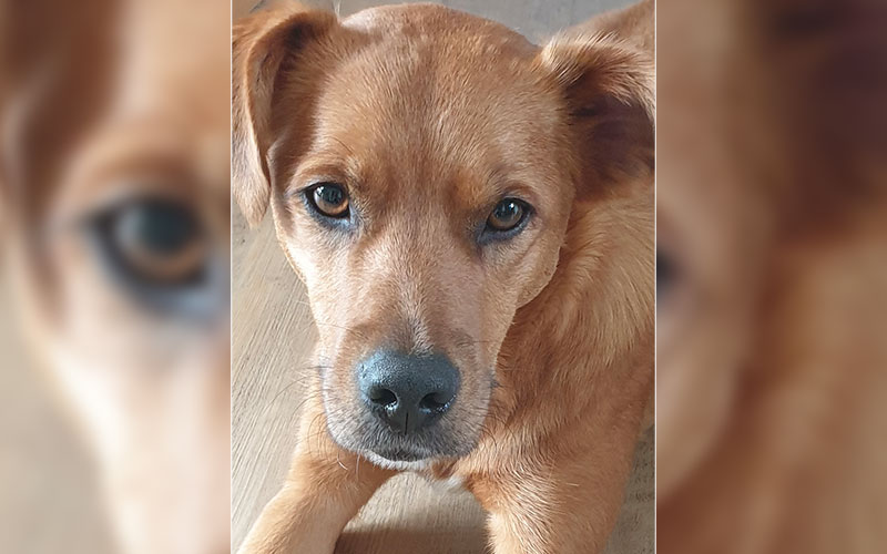 Buddy aus Rödermark