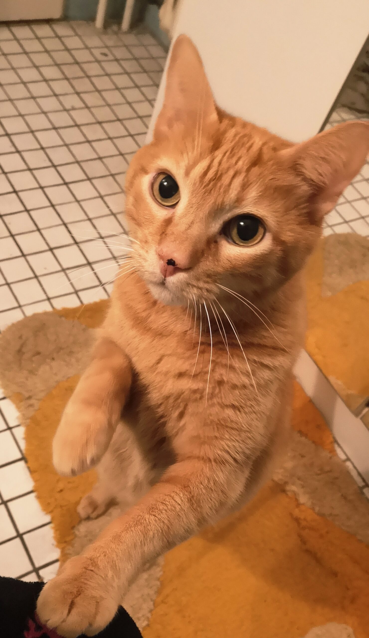 Simba aus Flörsheim
