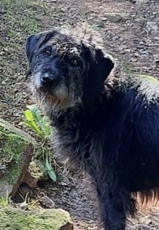 Sheila aus Groß-Umstadt