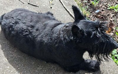 Pepper mein Seelenhund