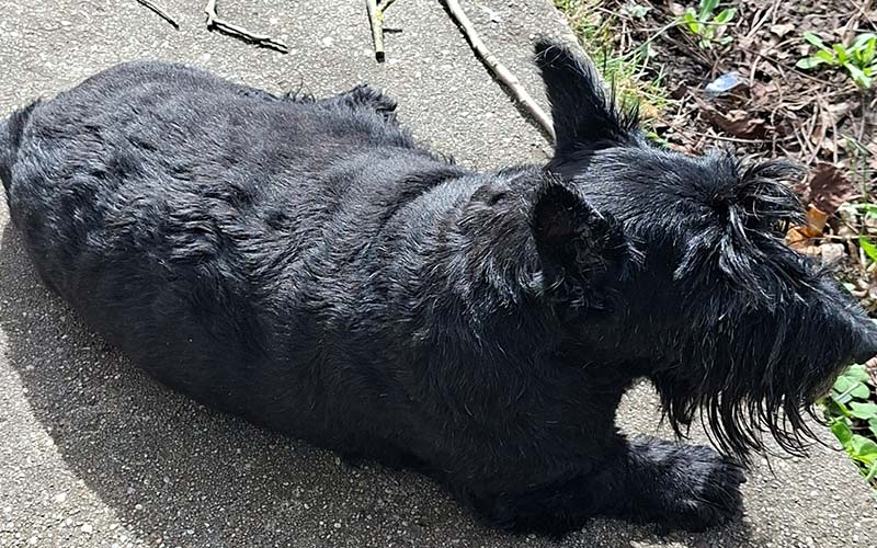 Pepper-Seelenhund