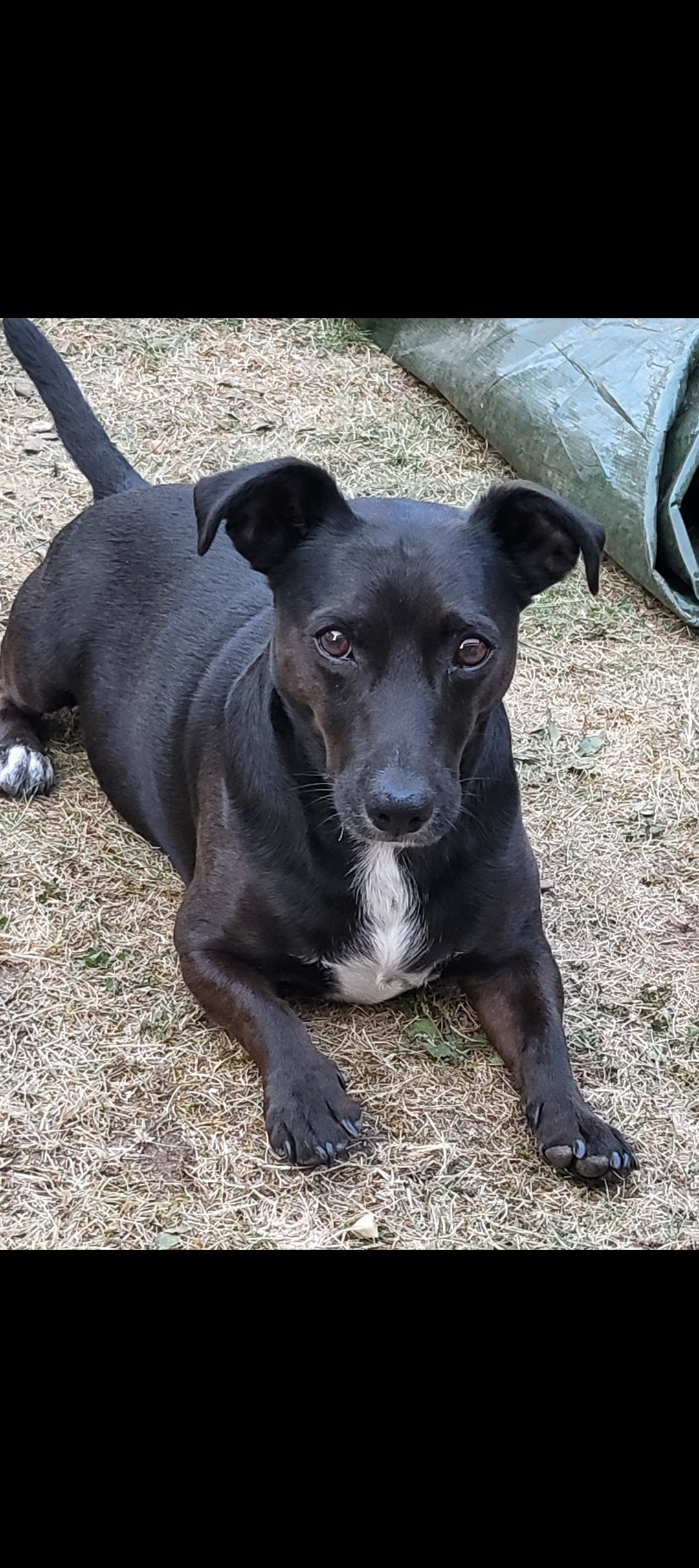 Django aus Dreieich