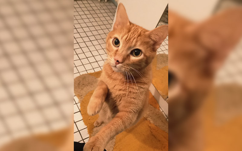 Simba aus Flörsheim