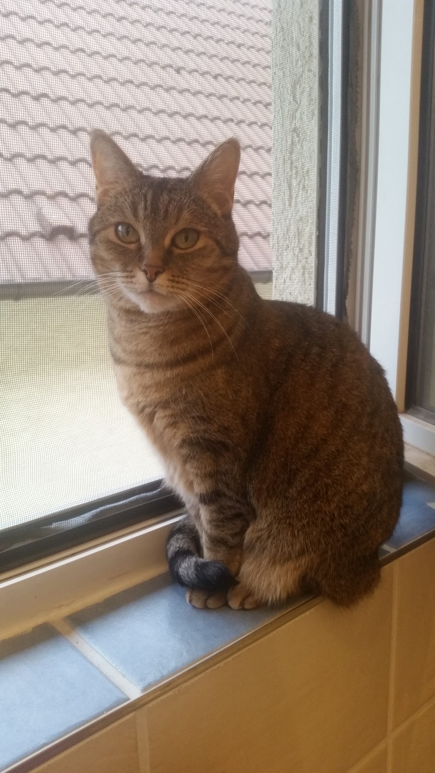 Lilly aus Pfungstadt