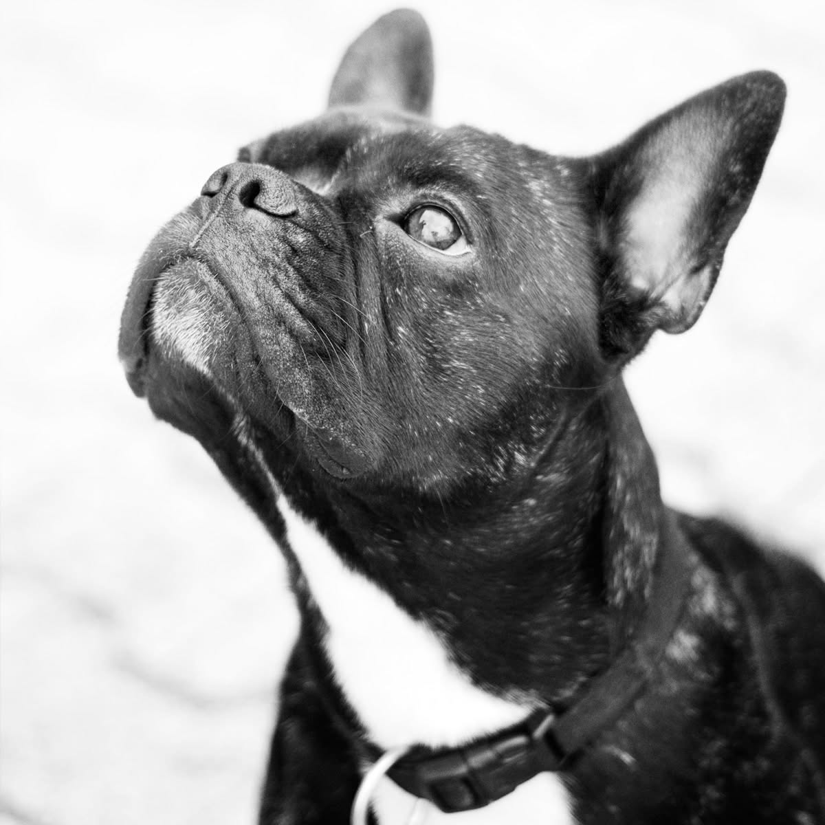 Cujo