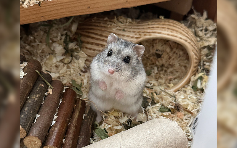 Harald aus Griesheim