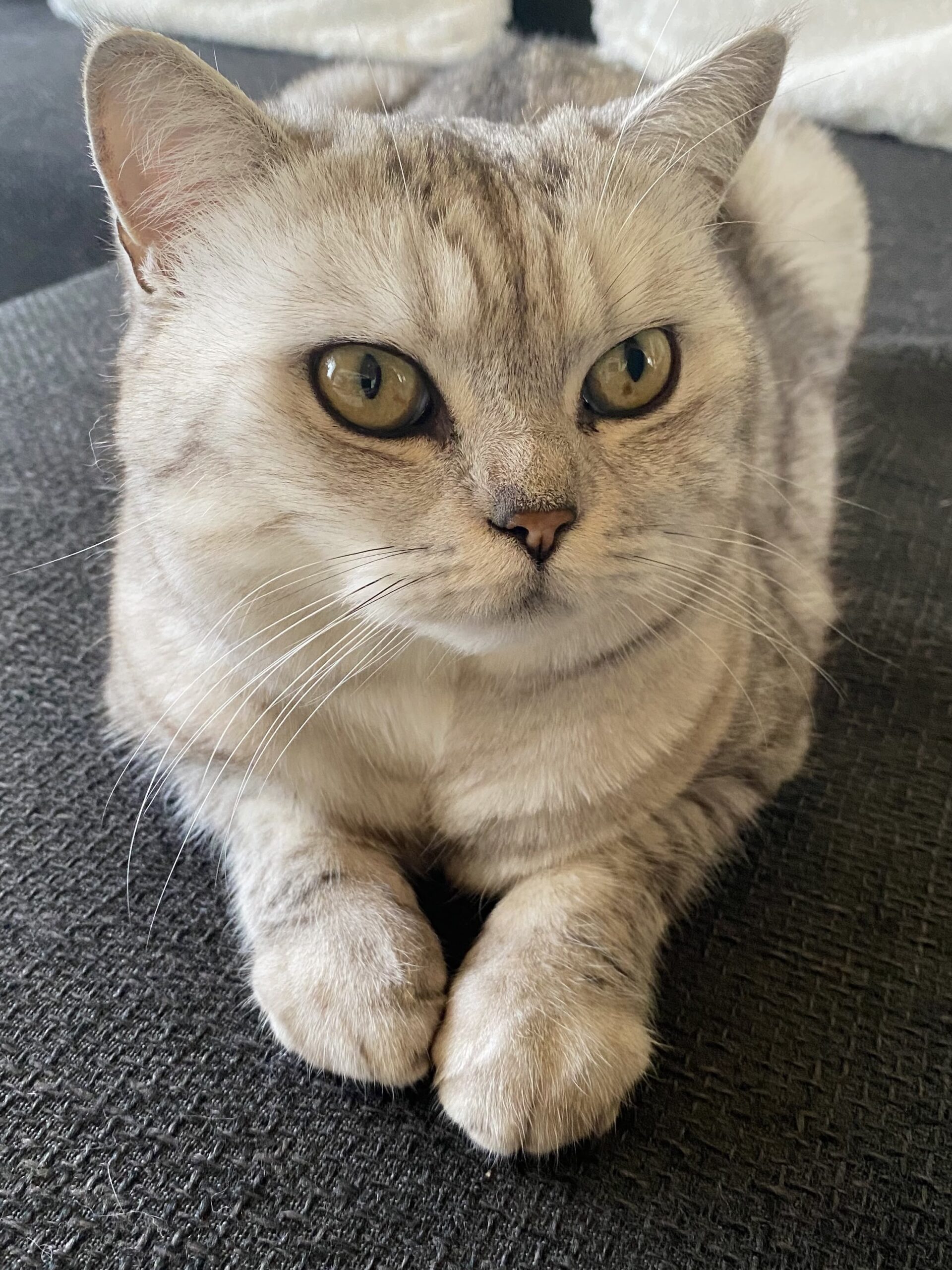 Beverly