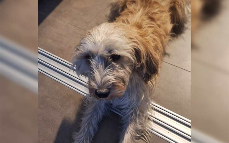 Bobby aus Nieder-Erlenbach