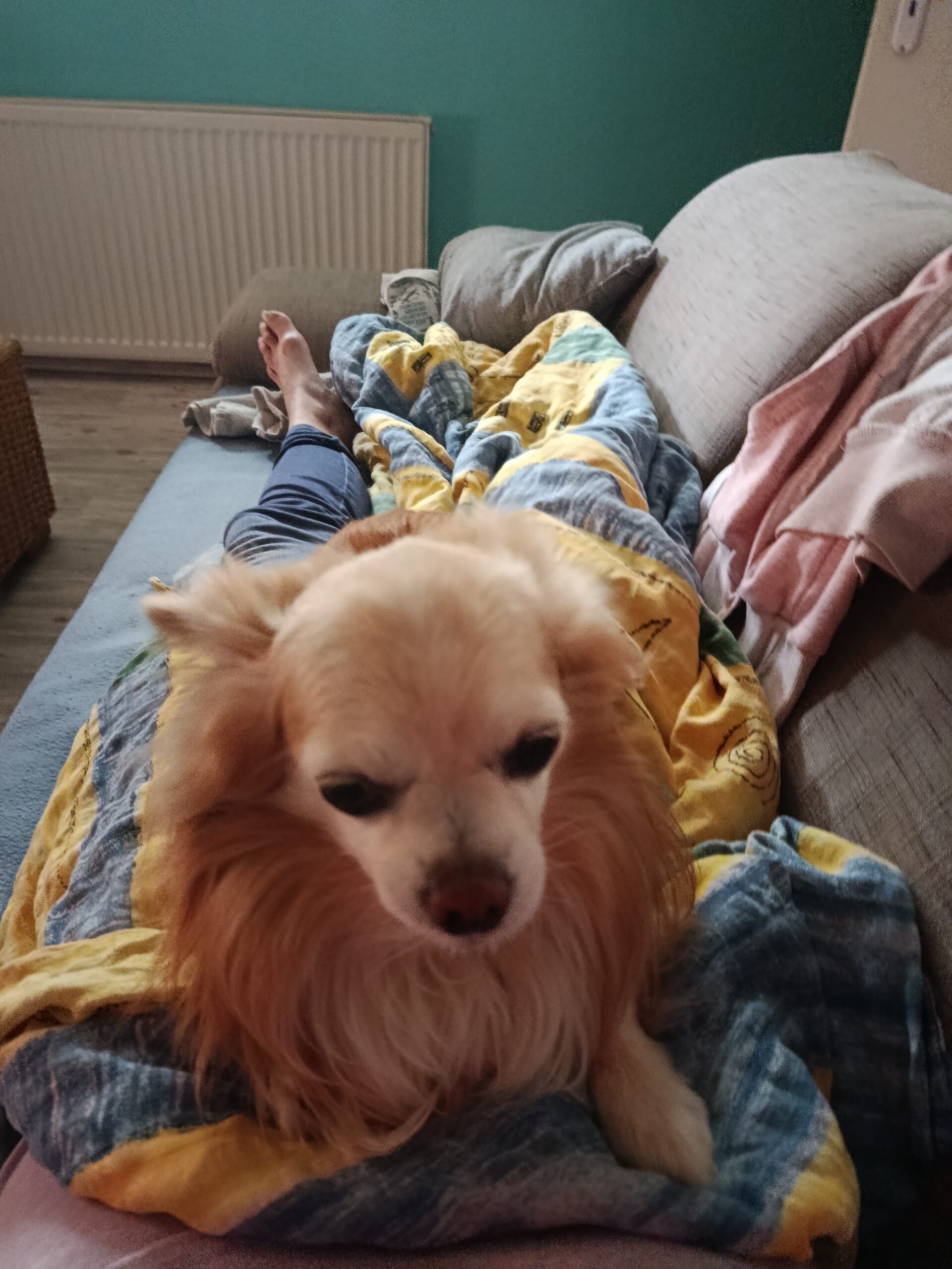 Idefix aus Bischofsheim