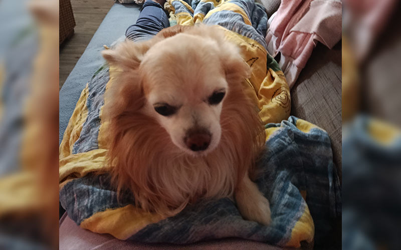 Idefix aus Bischofsheim