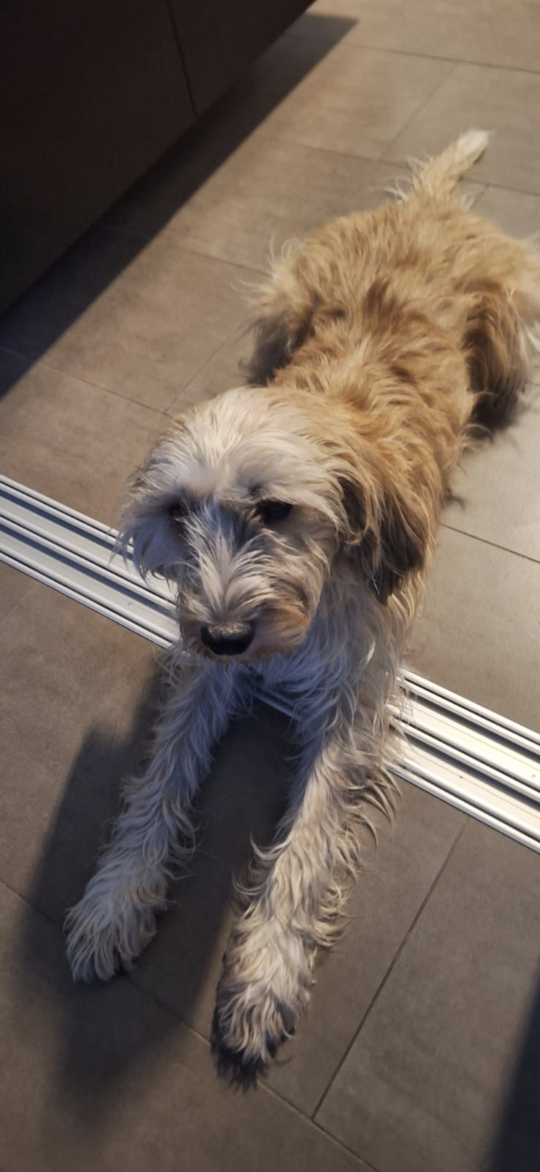 Bobby aus Nieder-Erlenbach
