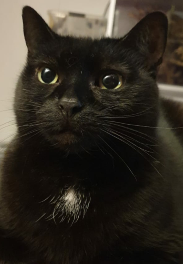 Jacky aus Groß-Gerau